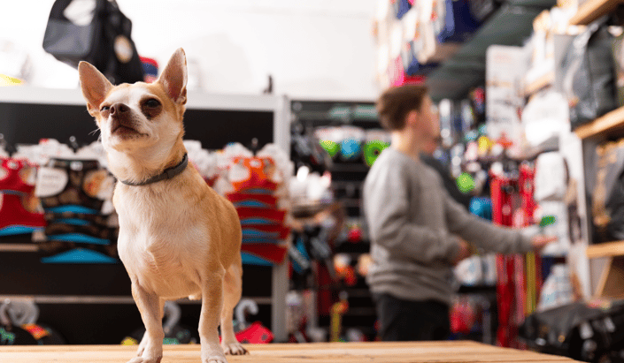 How to Build Long-Term Relationships with Your Pet Parents